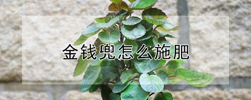 金钱兜怎么施肥 金钱兜专用肥
