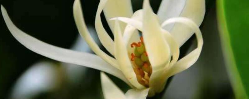 白兰花四季的养殖方法（白兰花花期养护）