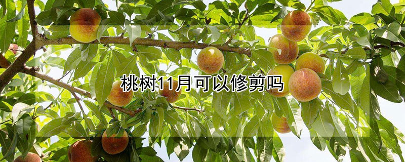 桃树11月可以修剪吗（桃树十一月份可以修剪吗）