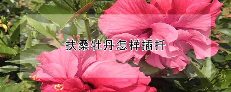 扶桑牡丹怎样插扦（扶桑牡丹怎样插扦繁殖）