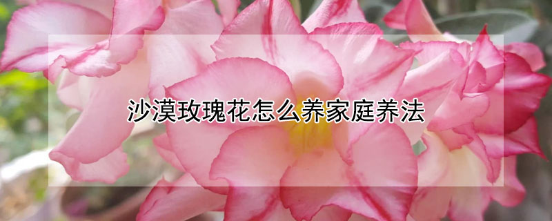 沙漠玫瑰花怎么养家庭养法 沙漠玫瑰花怎么养家庭养法图片