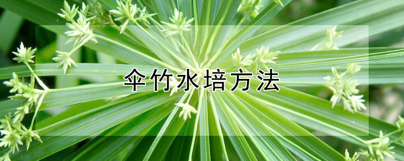 伞竹水培方法 伞竹水培方法和注意事项