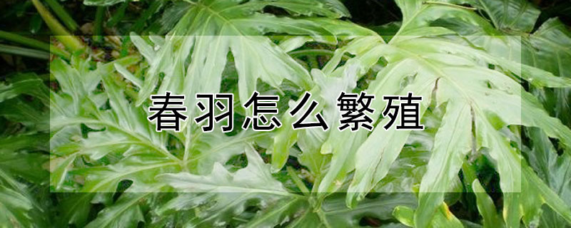 春羽怎么繁殖（龙鳞春羽怎么繁殖）