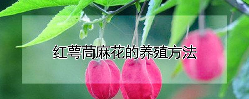 红萼茼麻花的养殖方法 红萼茼麻花的繁殖方法