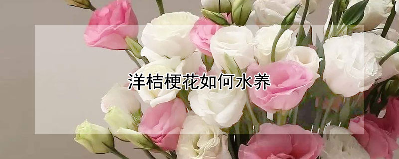 洋桔梗花如何水养（洋桔梗花如何水养才能开花）