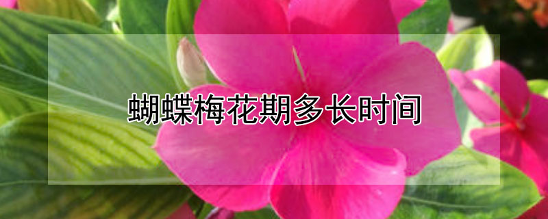 蝴蝶梅花期多长时间 蝴蝶梅花期多长时间开花