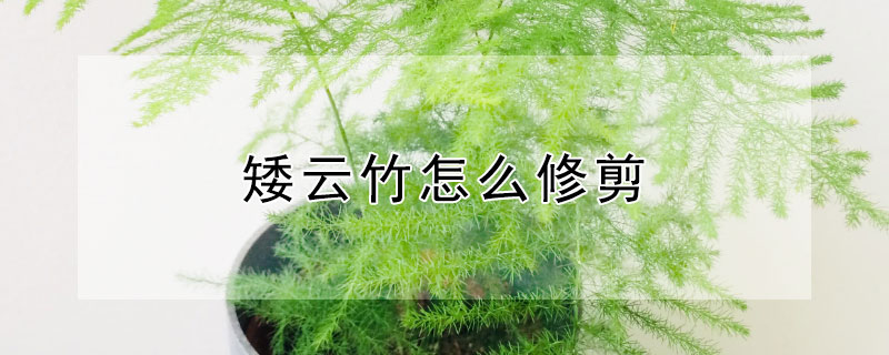 矮云竹怎么修剪 矮云竹好养吗