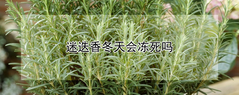 迷迭香冬天会冻死吗 迷迭香冬天怕冻吗