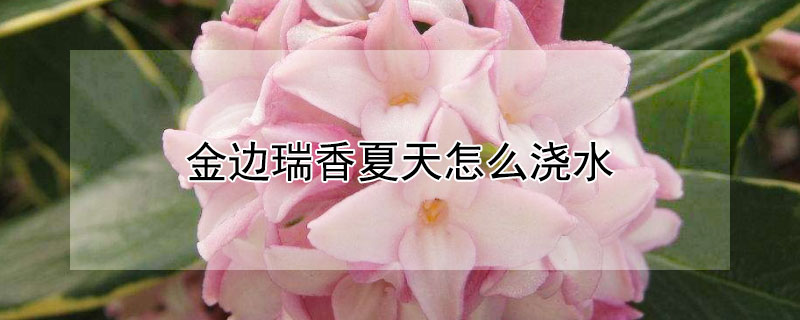 金边瑞香夏天怎么浇水 金边瑞香夏天浇水盆土半干
