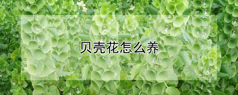 贝壳花怎么养（贝壳花怎么种植）