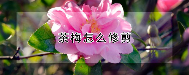 茶梅怎么修剪（茶梅怎么修剪造型好看）
