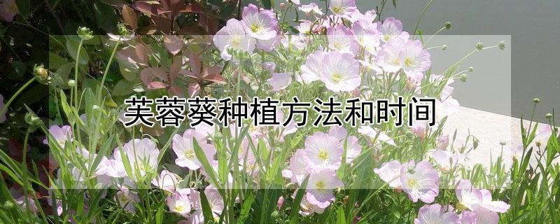 芙蓉葵种植方法和时间（芙蓉葵的种植方法）