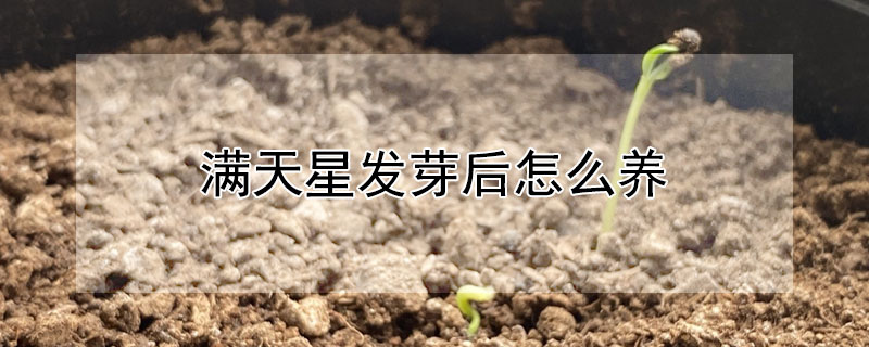 满天星发芽后怎么养（满天星发芽后长什么样子）