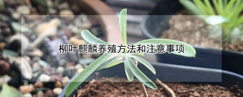 柳叶麒麟养殖方法和注意事项 家里为什么不能随便养麒麟花