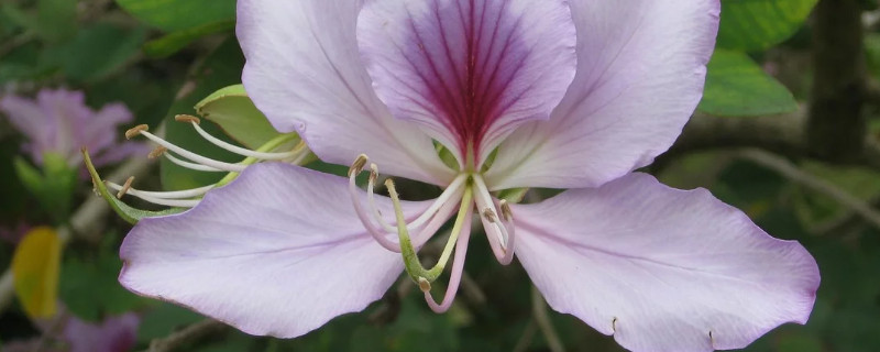 紫荆花什么季节移栽（紫荆花什么时候移栽）
