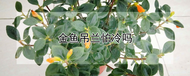 金鱼吊兰怕冷吗（金鱼吊兰怕冷吗怎么养）