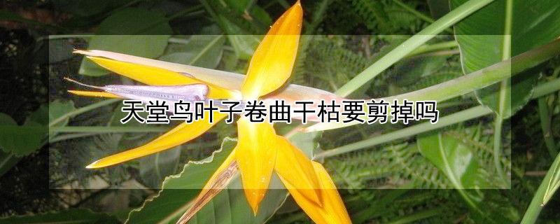 天堂鸟叶子卷曲干枯要剪掉吗（天堂鸟叶子卷曲干枯要剪掉吗图片）