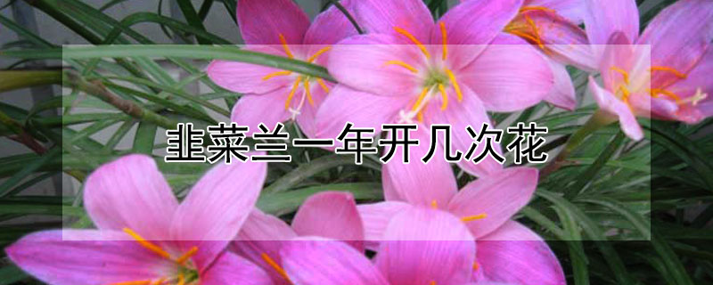 韭菜兰一年开几次花 韭菜兰一年开几次花呢