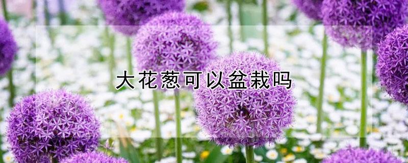 大花葱可以盆栽吗（大花葱可以盆栽吗图片）
