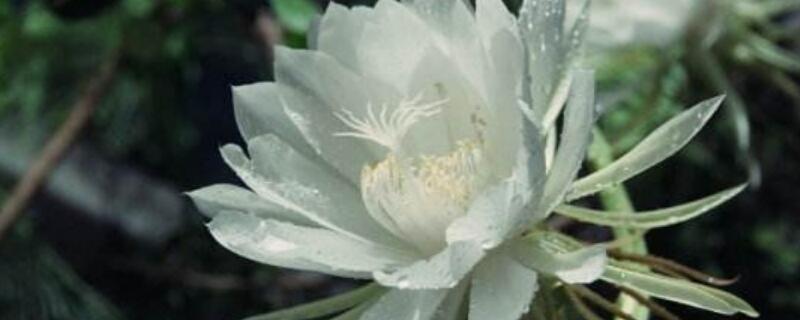 假昙花为什么落叶（假昙花为什么不开花呢）