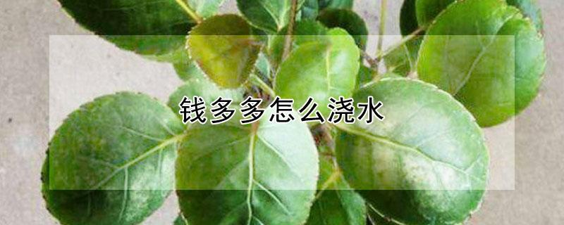 钱多多怎么浇水（钱多多怎么养浇水和饲养）