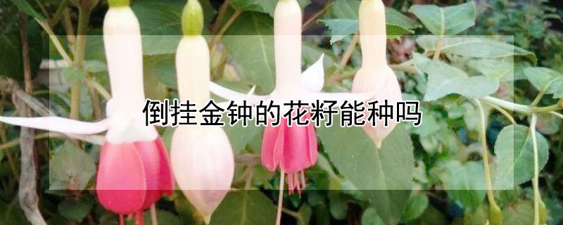 倒挂金钟的花籽能种吗（倒挂金钟的花籽能种吗图片）