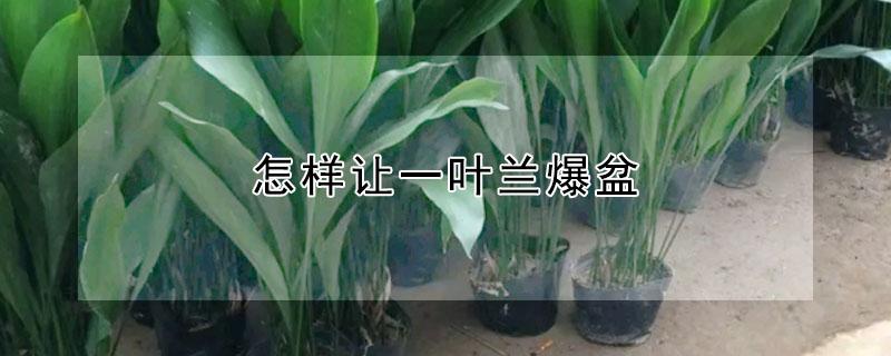 怎样让一叶兰爆盆 怎样让一叶兰爆盆开花
