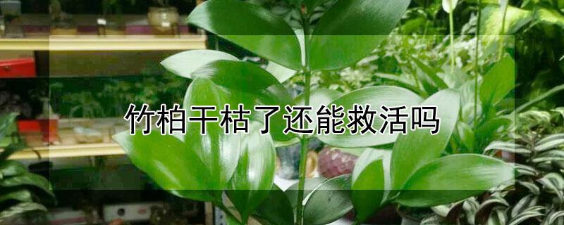 竹柏干枯了还能救活吗（竹柏干枯了还能救活吗有毒吗）