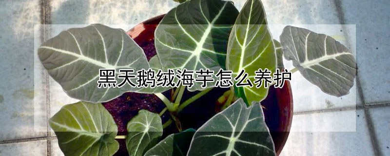 黑天鹅绒海芋怎么养护（红玫瑰竹芋的养殖方法和注意事项）