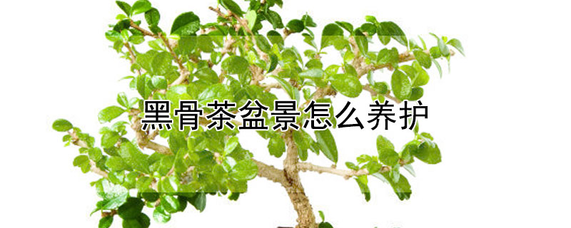 黑骨茶盆景怎么养护（黑骨茶盆景怎么养护视频）