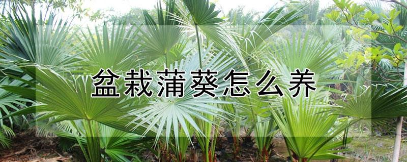 盆栽蒲葵怎么养（盆栽蒲葵养护方法）
