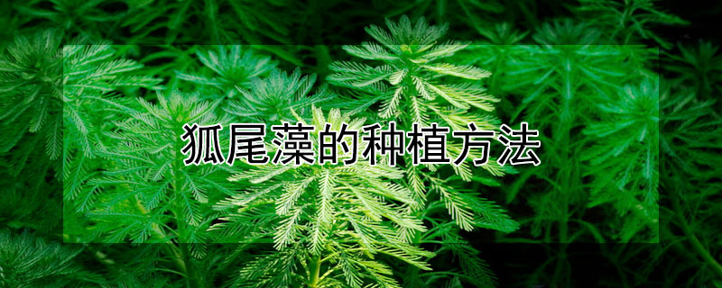 狐尾藻的种植方法 狐尾藻直接扔水里就可以了吧