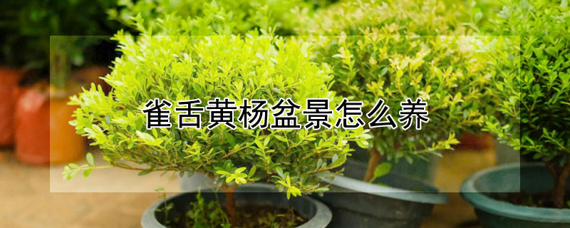 雀舌黄杨盆景怎么养 雀舌黄杨盆景怎么养殖