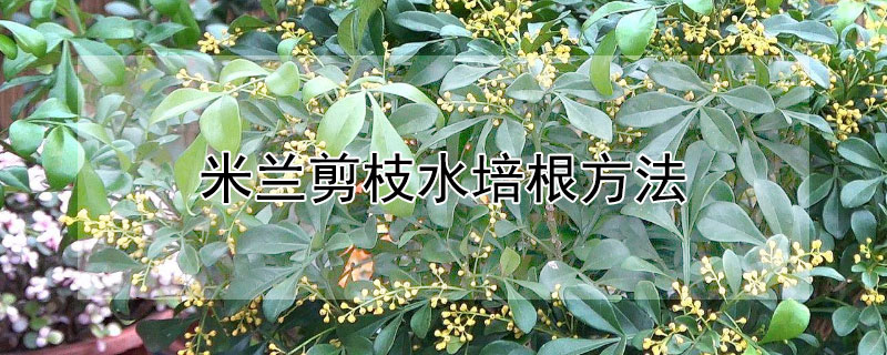 米兰剪枝水培根方法（米兰怎么水培扦插）