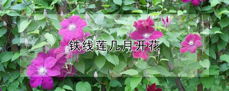铁线莲几月开花（hf杨铁线莲几月开花）