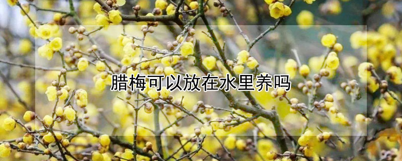 腊梅可以放在水里养吗（腊梅可以放在水里养吗）