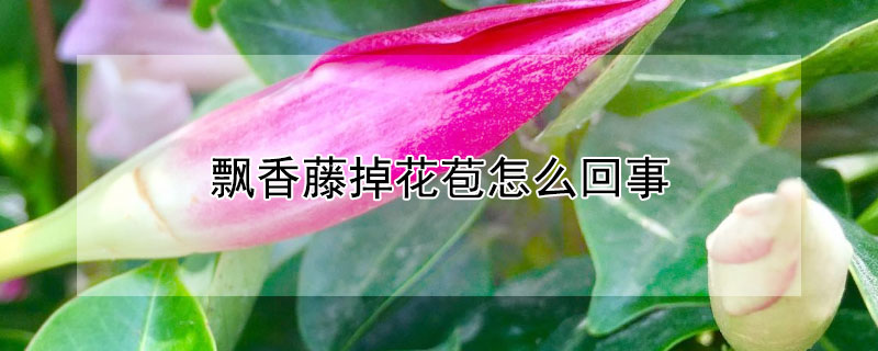 飘香藤掉花苞怎么回事（飘香藤掉花苞怎么办）