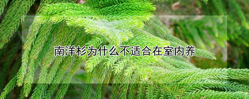 南洋杉为什么不适合在室内养 南洋杉为什么不适合在室内养呢