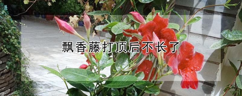 飘香藤打顶后不长了（飘香藤打顶后不长了怎么回事）