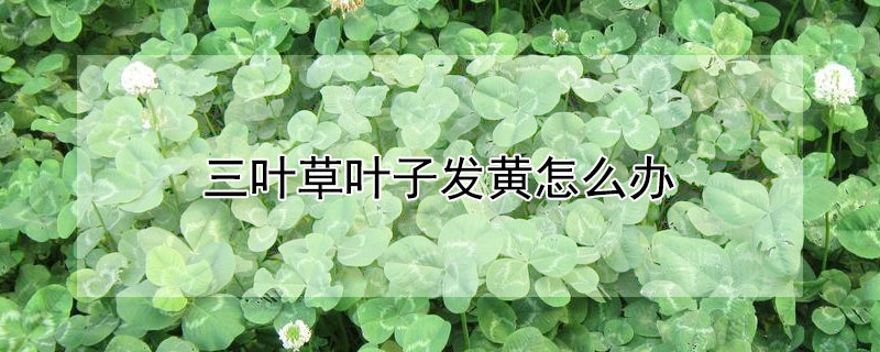 三叶草叶子发黄怎么办（三叶草叶子发黄怎么办视频）