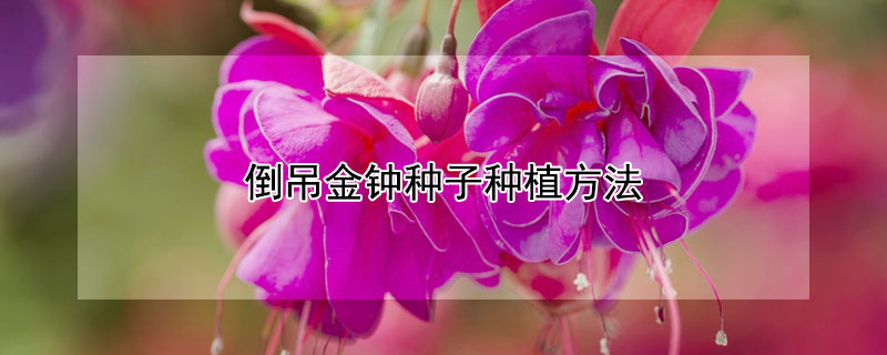倒吊金钟种子种植方法（倒吊金钟怎么摘心）