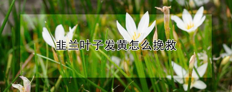 韭兰叶子发黄怎么挽救（韭兰的叶子太长怎么办）