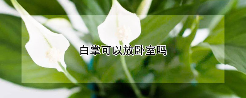 白掌可以放卧室吗（白掌可以放卧室吗风水）