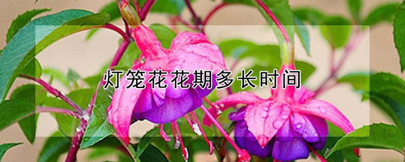 灯笼花花期多长时间（灯笼花花期多长时间开花）