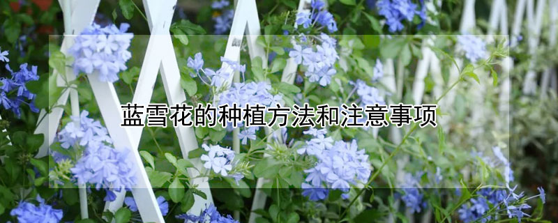 蓝雪花的种植方法和注意事项（蓝雪花的种植方法和注意事项视频）