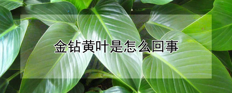 金钻黄叶是怎么回事 金钻黄叶是什么原因