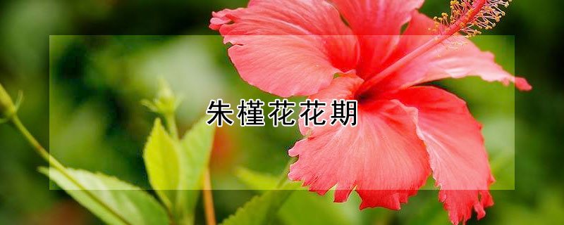 朱槿花花期 朱槿花花期只有一天