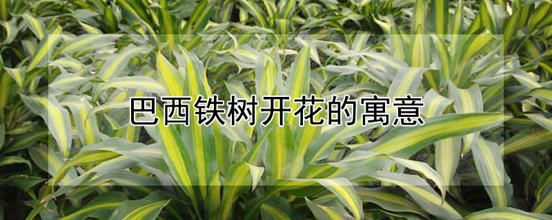 巴西铁树开花的寓意 巴西铁树开花的寓意是什么