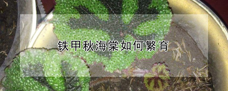 铁甲秋海棠如何繁育 铁甲秋海棠观赏价值