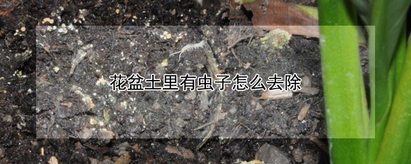 花盆土里有虫子怎么去除（花盆土里有虫子怎么去除小妙招）